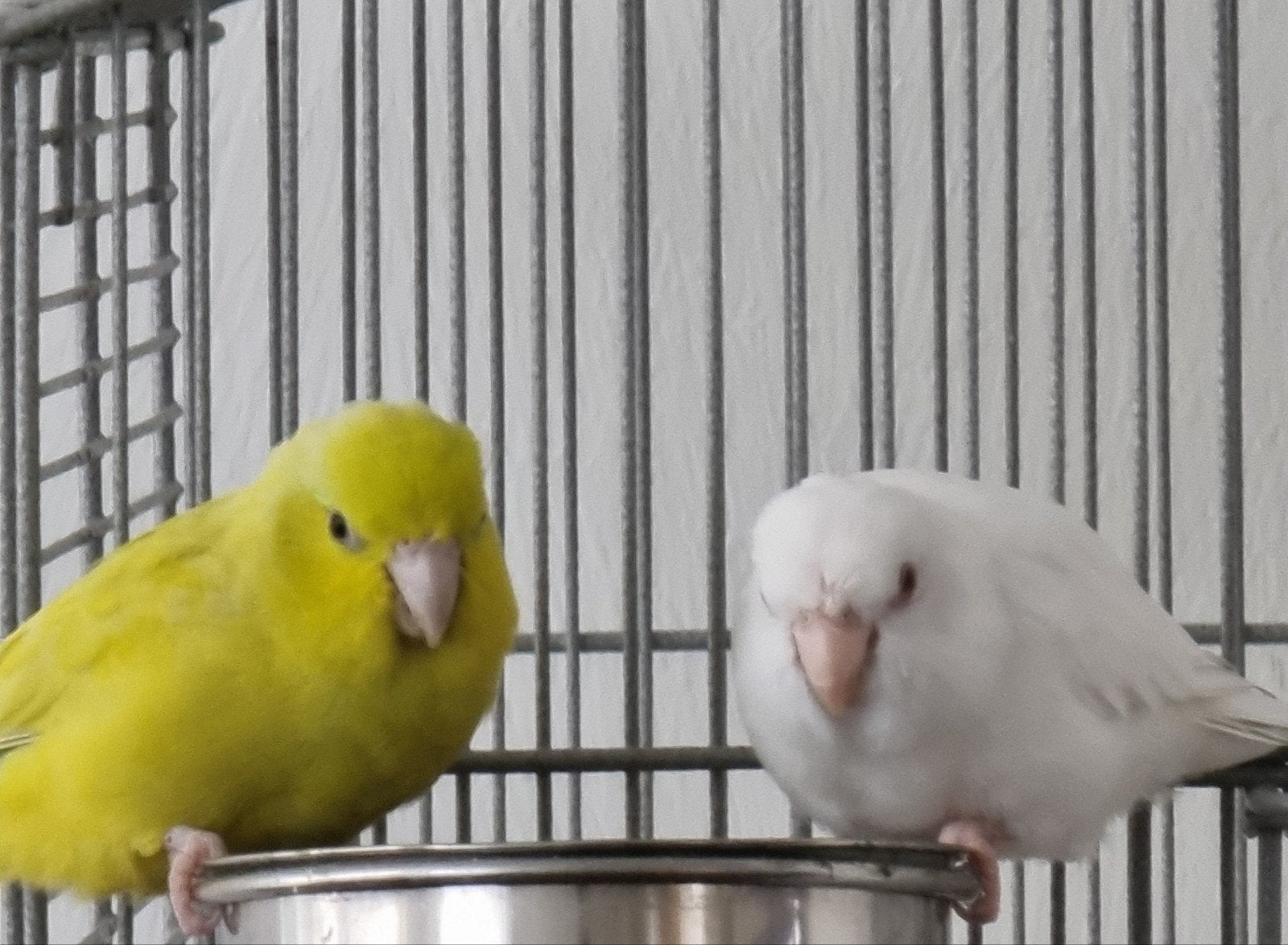 Koppel forpussen, Dieren en Toebehoren, Meerdere dieren, Dwergpapegaai of Agapornis, Tam