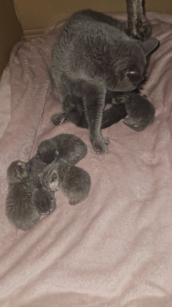 Verliefd in 3,2,1! Ontmoet onze brits Korthaar kitten!, Dieren en Toebehoren, Meerdere dieren, Ontwormd, 0 tot 2 jaar