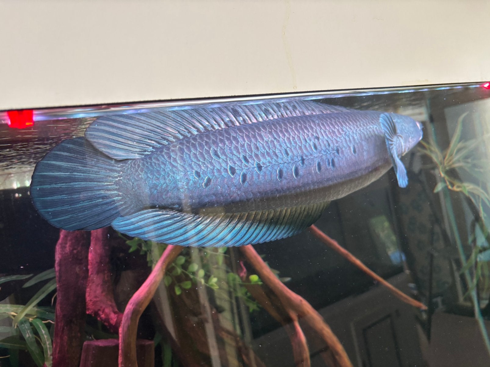 PEACOCK EMPEROR SNAKEHEAD 50CM - CHANNA MARULIOIDES, Vis