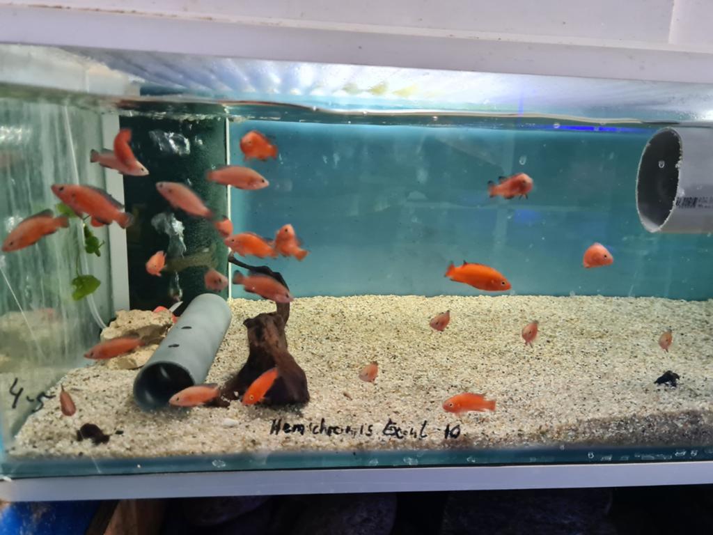 Hemichromis Exsul Cichliden, Dieren en Toebehoren, Vis, Zoetwatervis