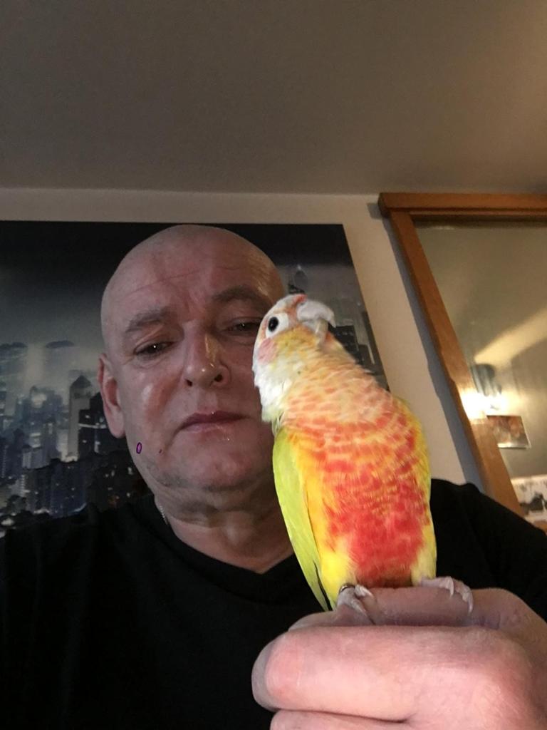 Tamme pratende pyrrura van 5 jaar incl kooi en toebehoren, Mannelijk, Papegaai
