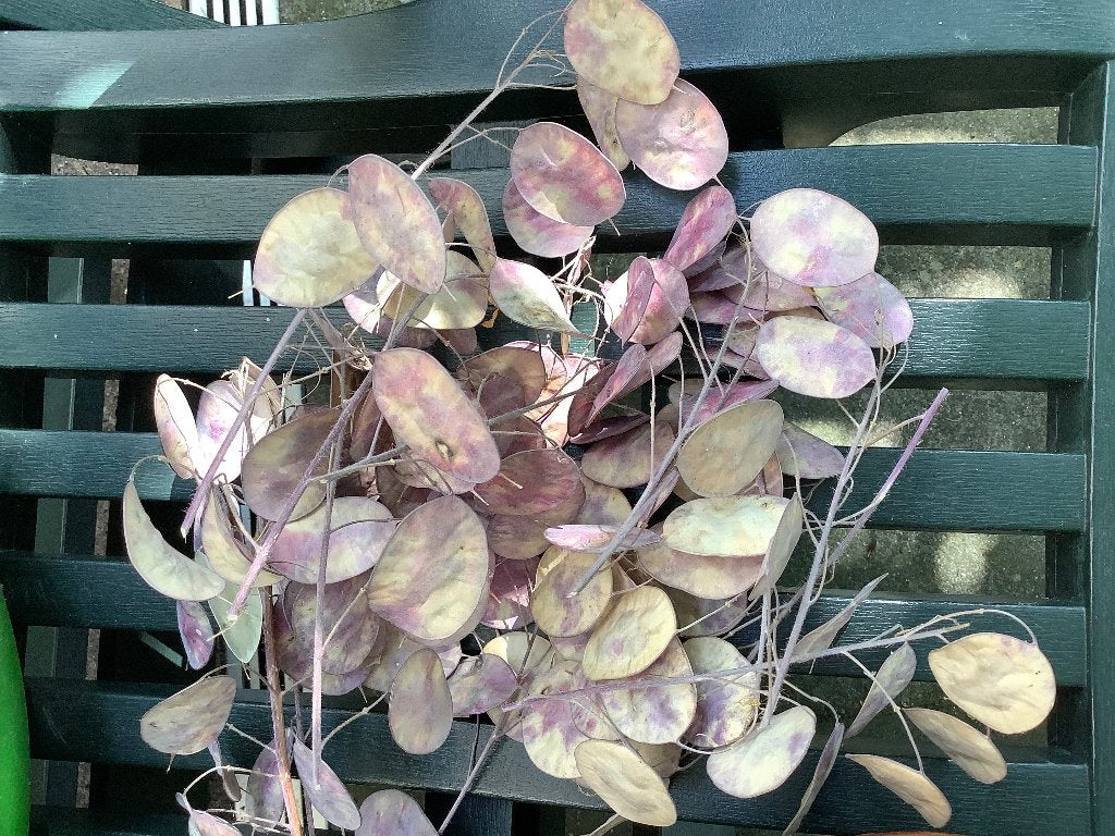 Gratis Judaspenningzaad., Tuin en Terras, Volle zon, Vaste plant, Lente, Ophalen