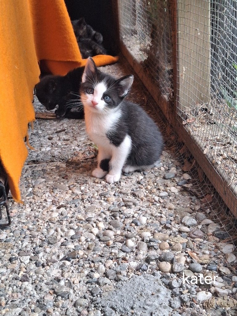 Kittens te koop!, Dieren en Toebehoren, Meerdere dieren, Kortharig, 0 tot 2 jaar