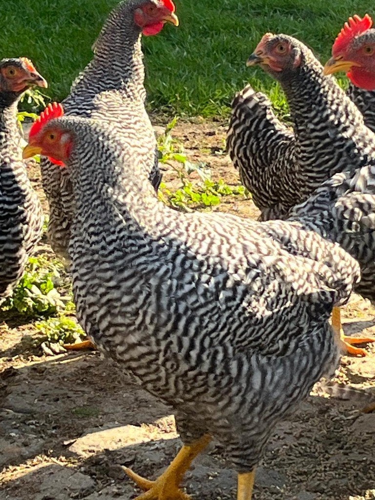 5 x Amrock haan, Mannelijk, Kip