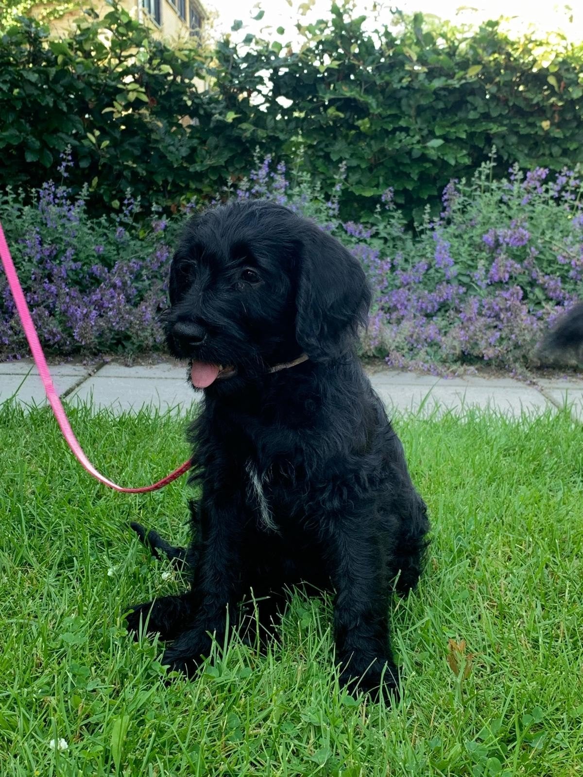 Labradoodle pups, Dieren en Toebehoren, Overige rassen, 8 tot 15 weken, Meerdere, Meerdere dieren