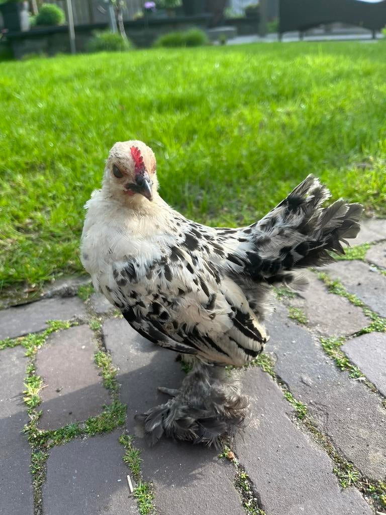 Sabelpootkriel sabelpoot kuiken citroen porselein haan, Dieren en Toebehoren, Pluimvee, Meerdere dieren, Kip