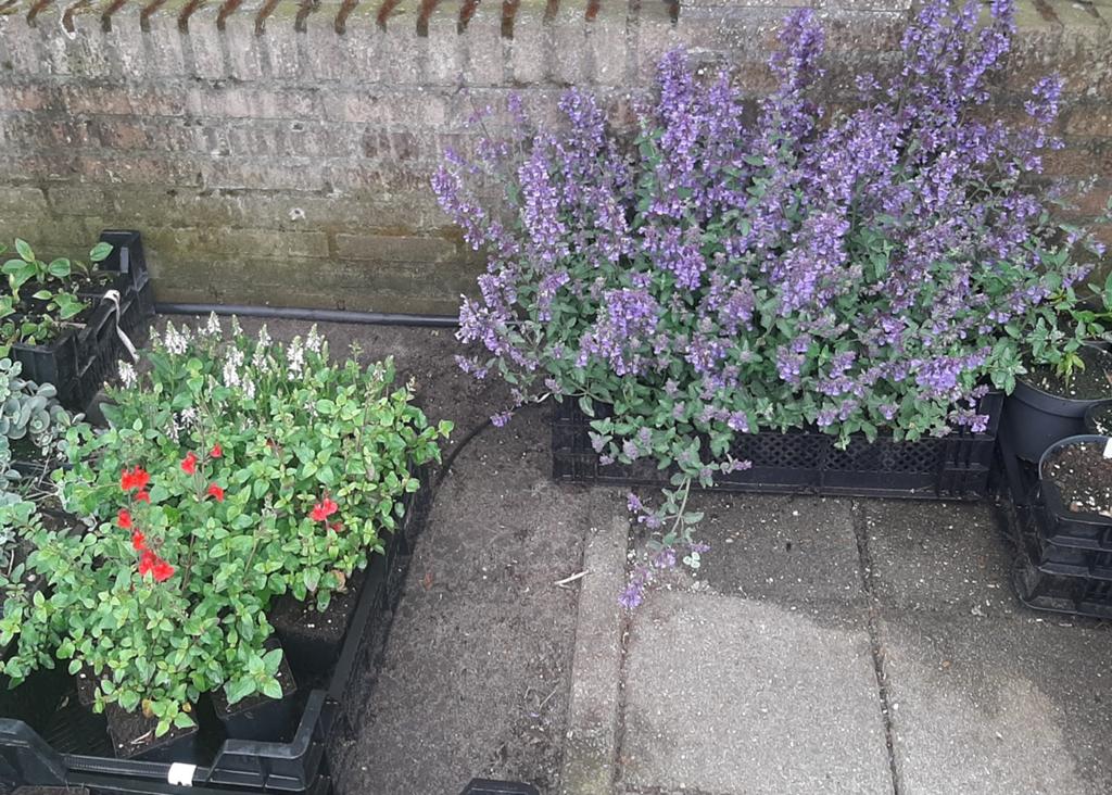 Vaste planten en Siergrassen meer dan 70 soorten, Tuin en Terras, Ophalen, Siergrassen, Volle zon
