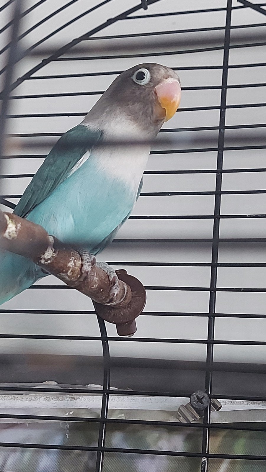 mooie vogels met kooi, Dieren en Toebehoren, Meerdere dieren, Parkiet