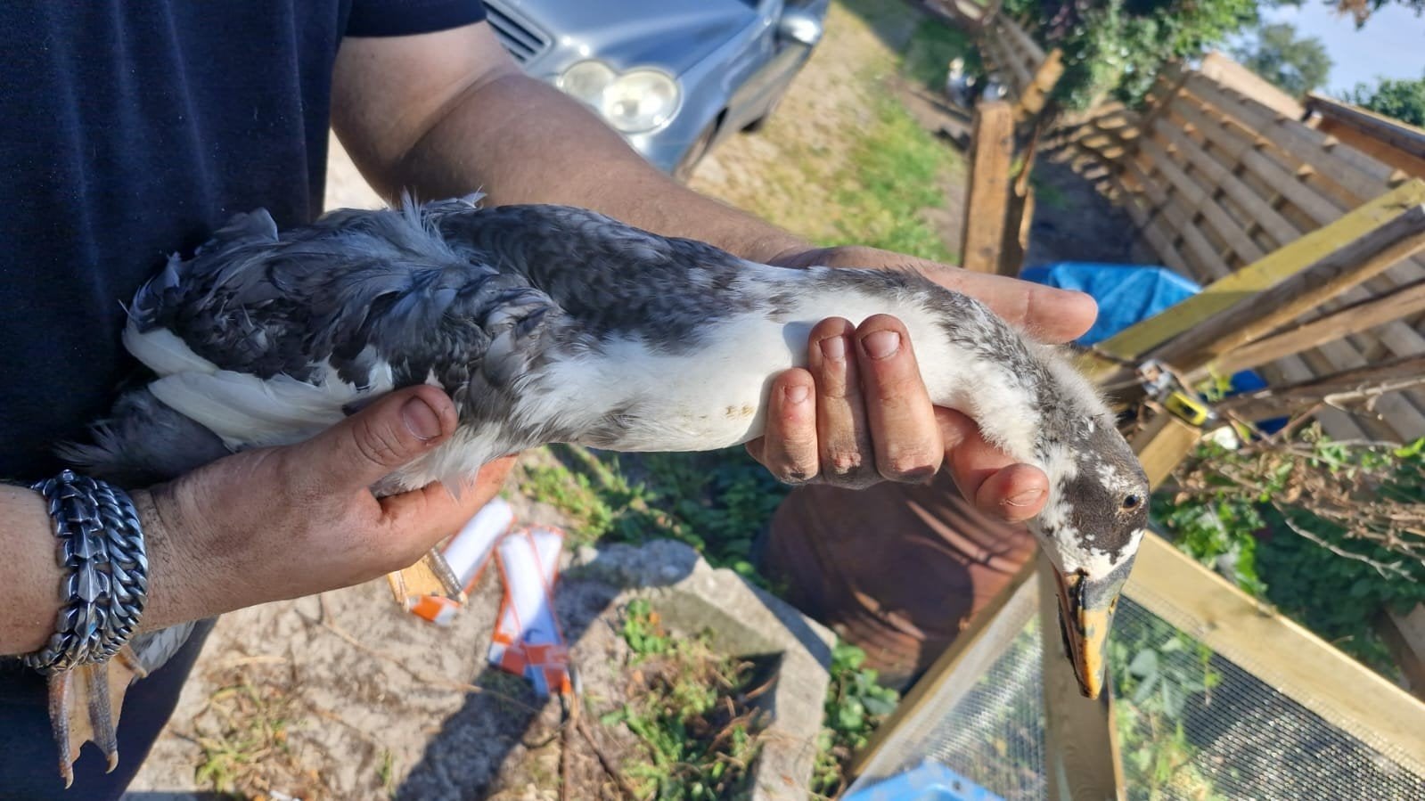 loopeendjes van juni 26, Dieren en Toebehoren, Meerdere dieren, Eend