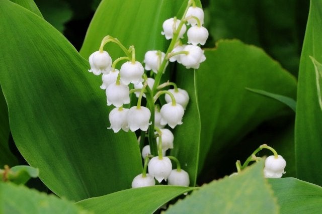 Lelietjes van Dalen vaste plant, Tuin en Terras, Ophalen, Bodembedekkers, Vaste plant, Halfschaduw