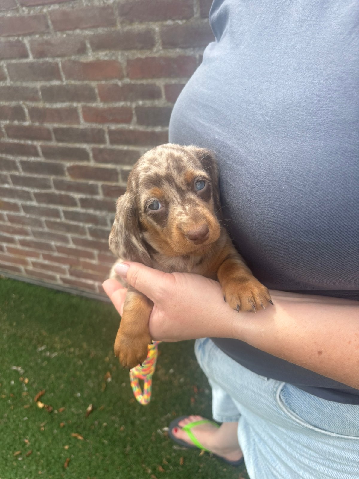 Teckel pup (langhaar) - chocolade dapple, Standaard, Particulier, Reu, 8 tot 15 weken