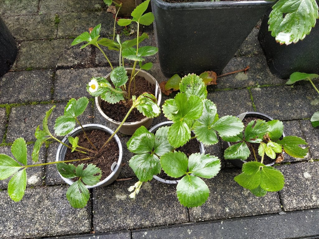 Te koop: aardbeienplantjes ‘Sweet Eve’, Tuin en Terras, Planten | Tuinplanten, Ophalen, Vaste plant, Fruitplanten, Volle zon