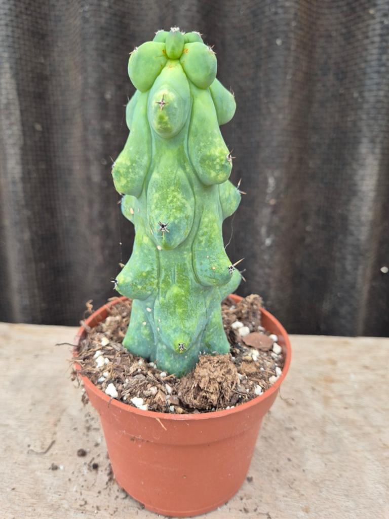 Cactus Myrtillocactus geometrizans Fukurokuryuzinboku XL (8)