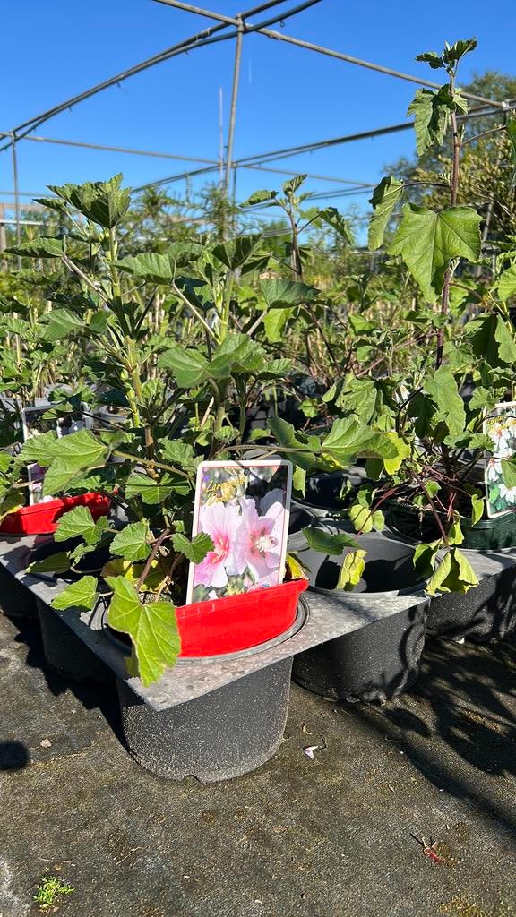 Lavatera - Struikmalva voor een bloeiende tuin, Tuin en Terras, Planten | Tuinplanten, Vaste plant, Overige soorten, Volle zon