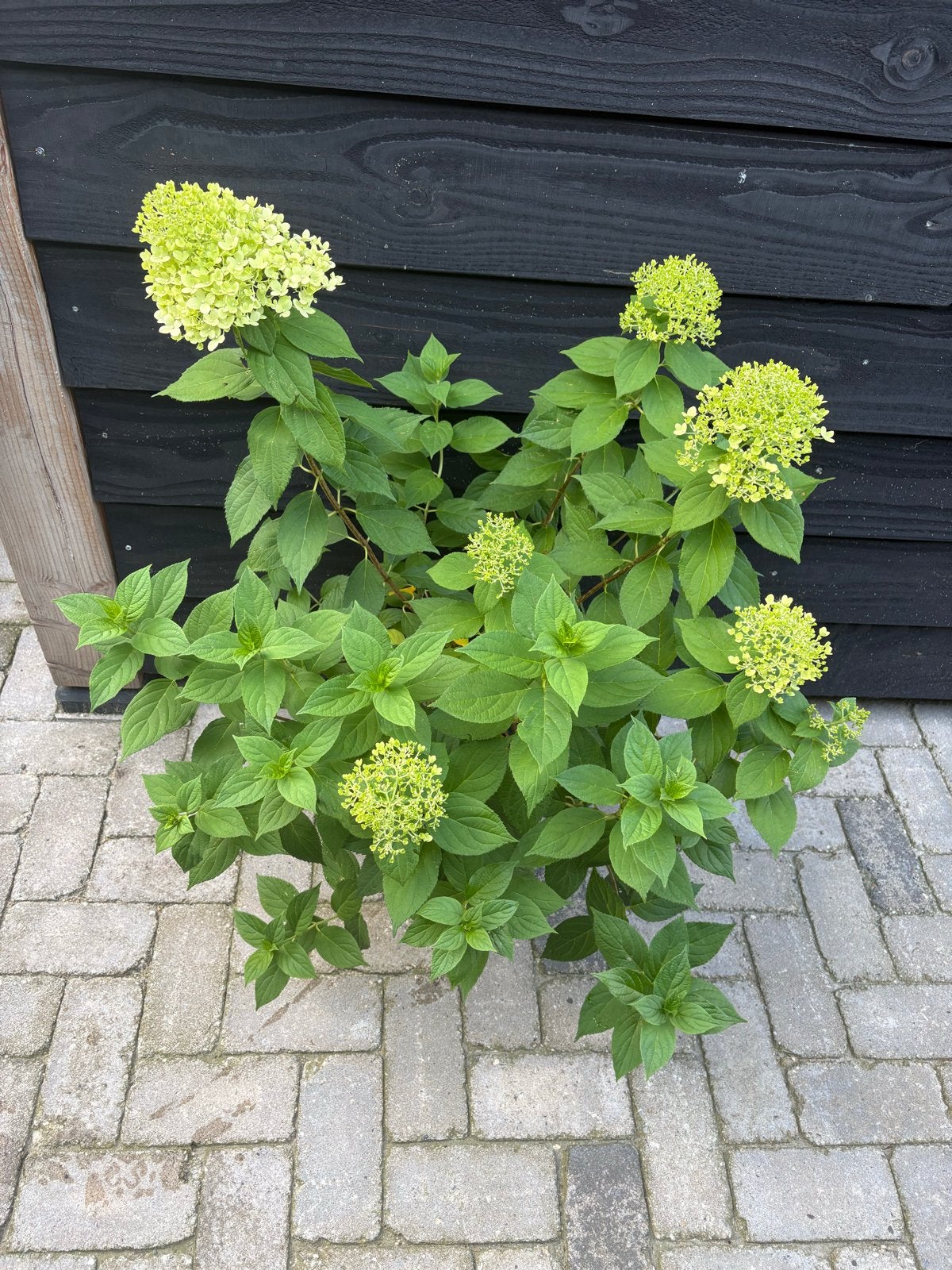 Volle Pluimhortensia - Stuntprijs!, Vaste plant, Halfschaduw, Zomer, Ophalen