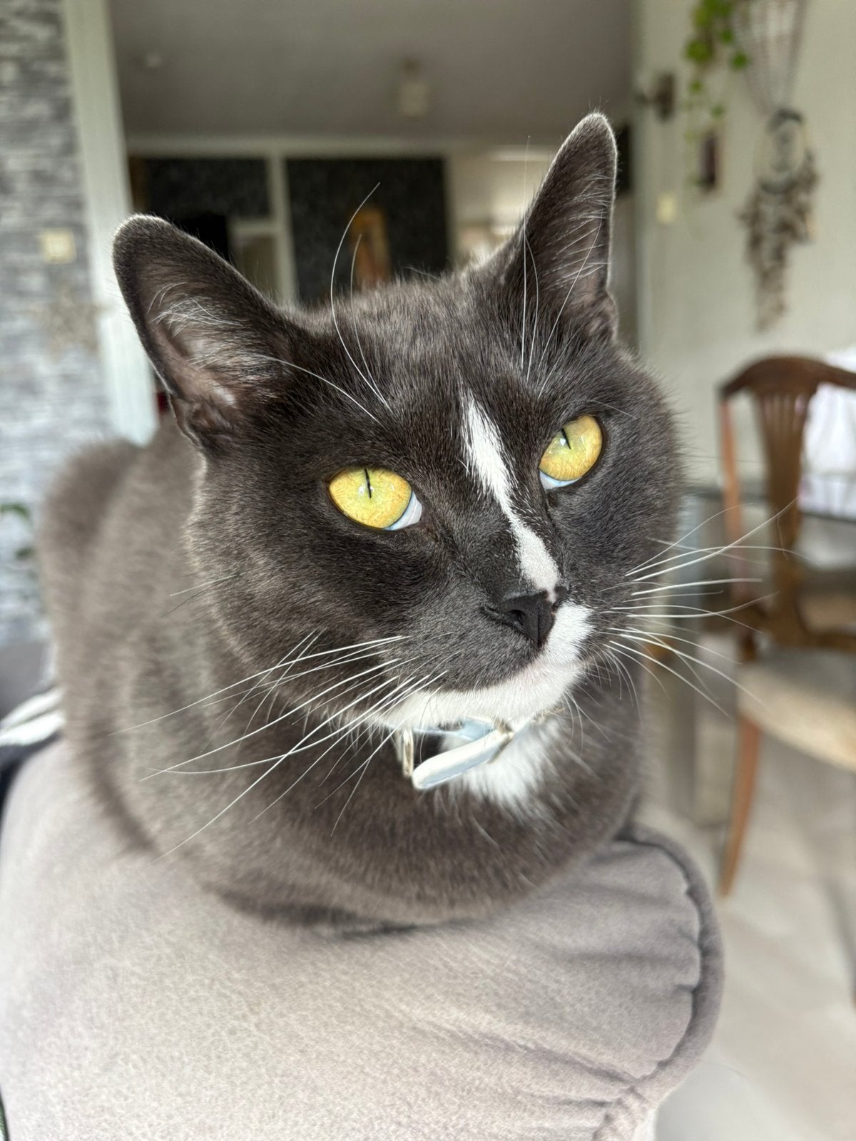 Mannelijke kater!