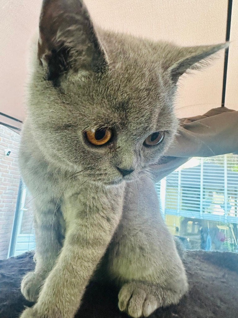 Britse korthaar kittens 100% raszuiver, Dieren en Toebehoren, Kater, Gechipt, 0 tot 2 jaar