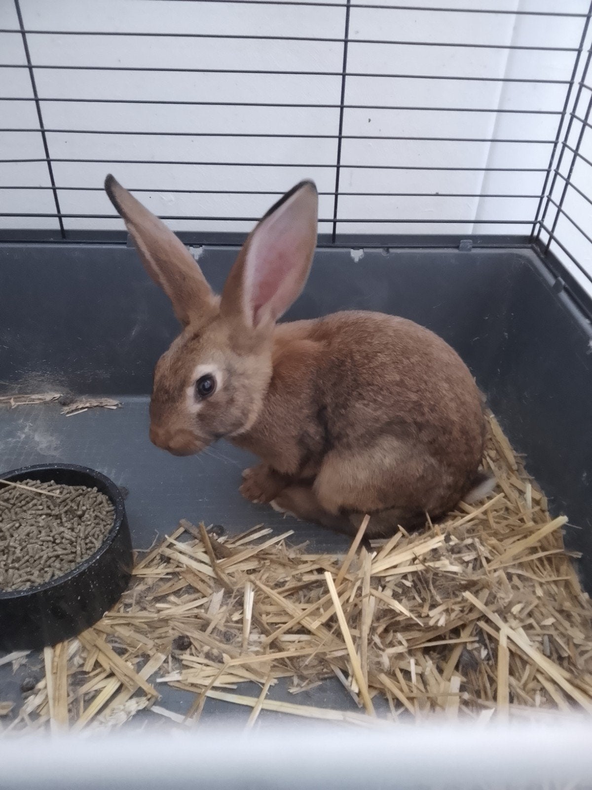 Lieve konijn Vlaamse reus vrouwtje, Vrouwelijk, Groot