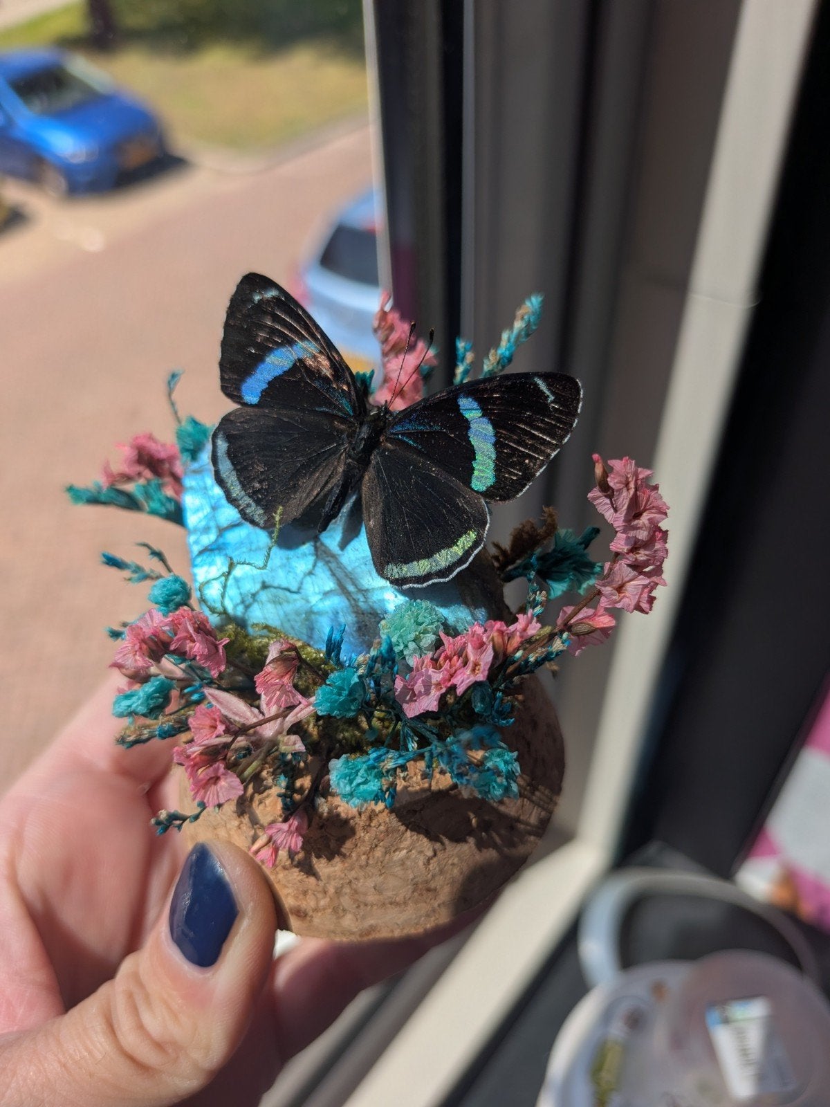 Opgezette Blauw Zwarte Vlinder op Labradoriet Stolp Deco, Ophalen of Verzenden, Nieuw
