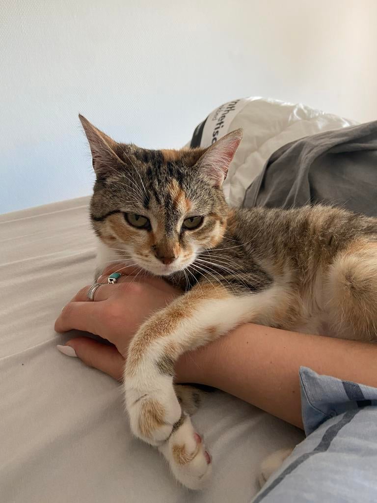 Sansa zoekt een lieve nieuwe eigenaar, Dieren en Toebehoren, Katten en Kittens | Raskatten | Korthaar, Poes, Gechipt, 3 tot 5 jaar