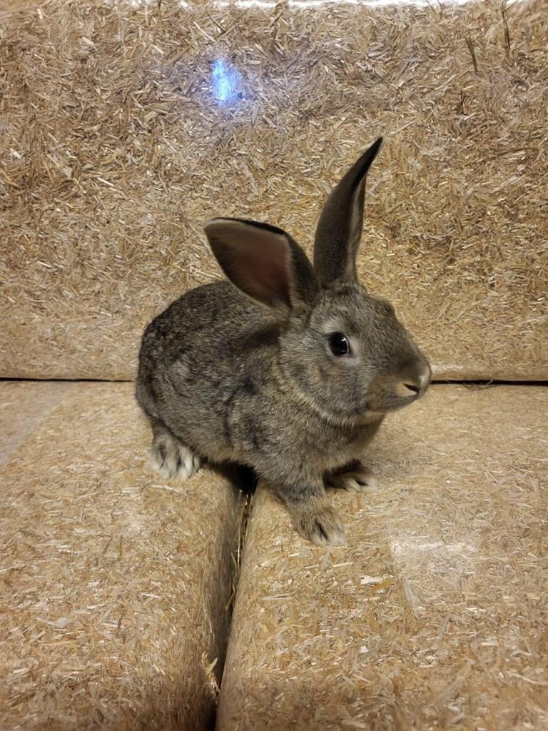 Jonge konijnen., Meerdere dieren, Middelgroot, 0 tot 2 jaar
