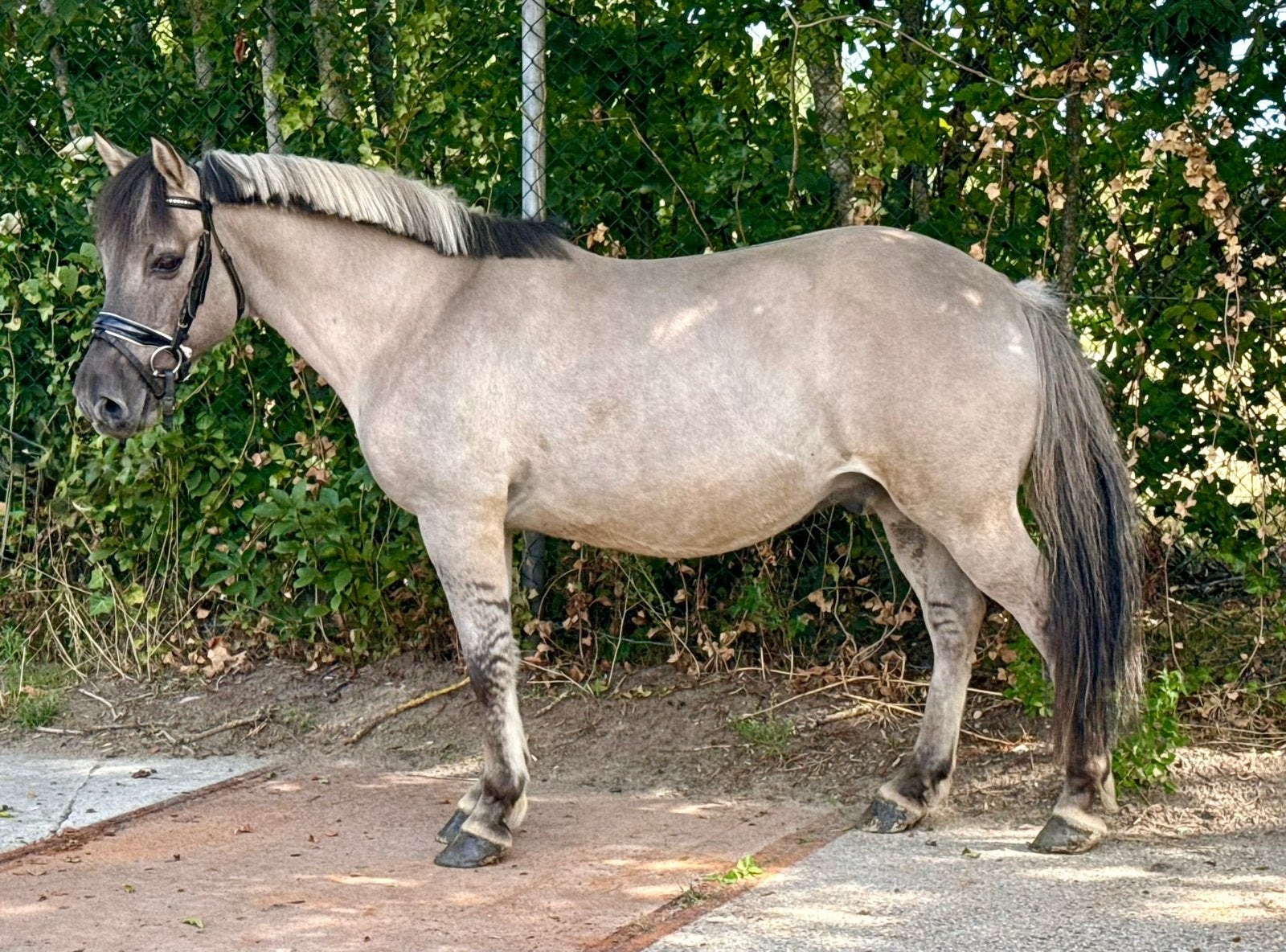 Super lieve ruin, geschikt voor manegewerk, Dieren en Toebehoren, Pony's, B, Ruin, C pony (1.27m tot 1.37m), Gechipt