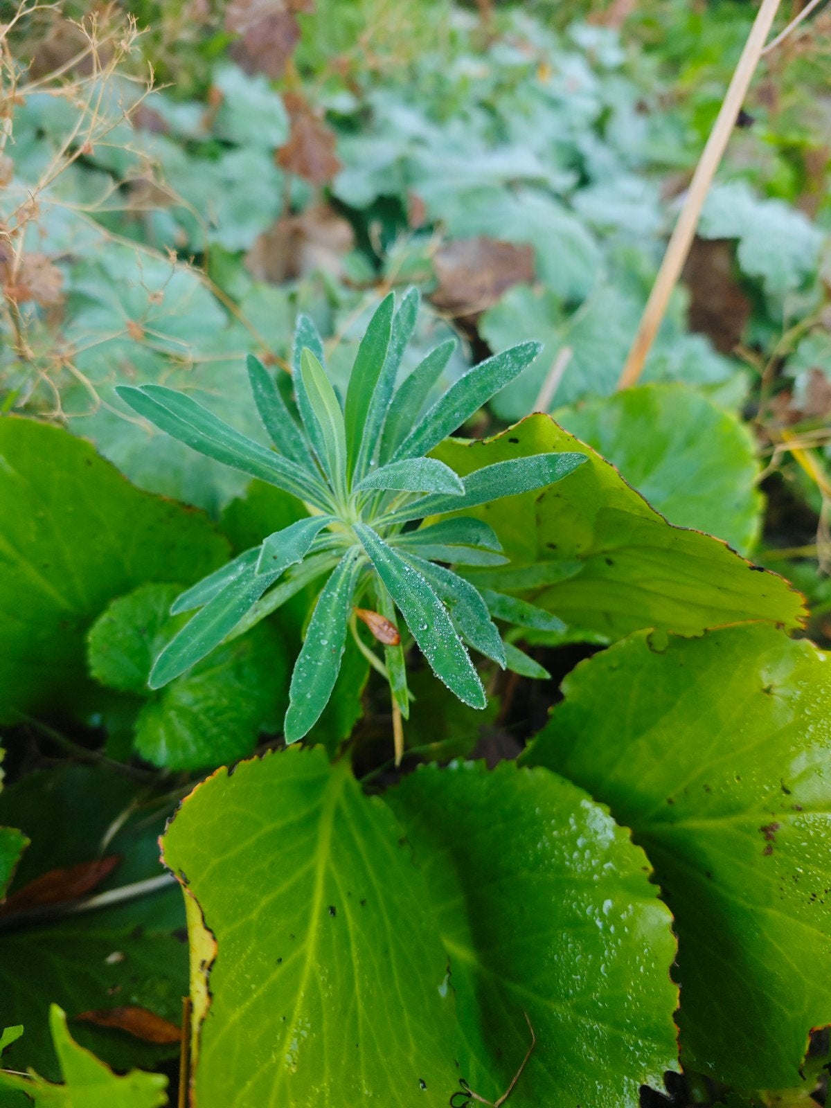 wolfsmelk 50 ct

Euphorbia characias subsp. wulfenii, Tuin en Terras, Ophalen, Overige soorten, Volle zon