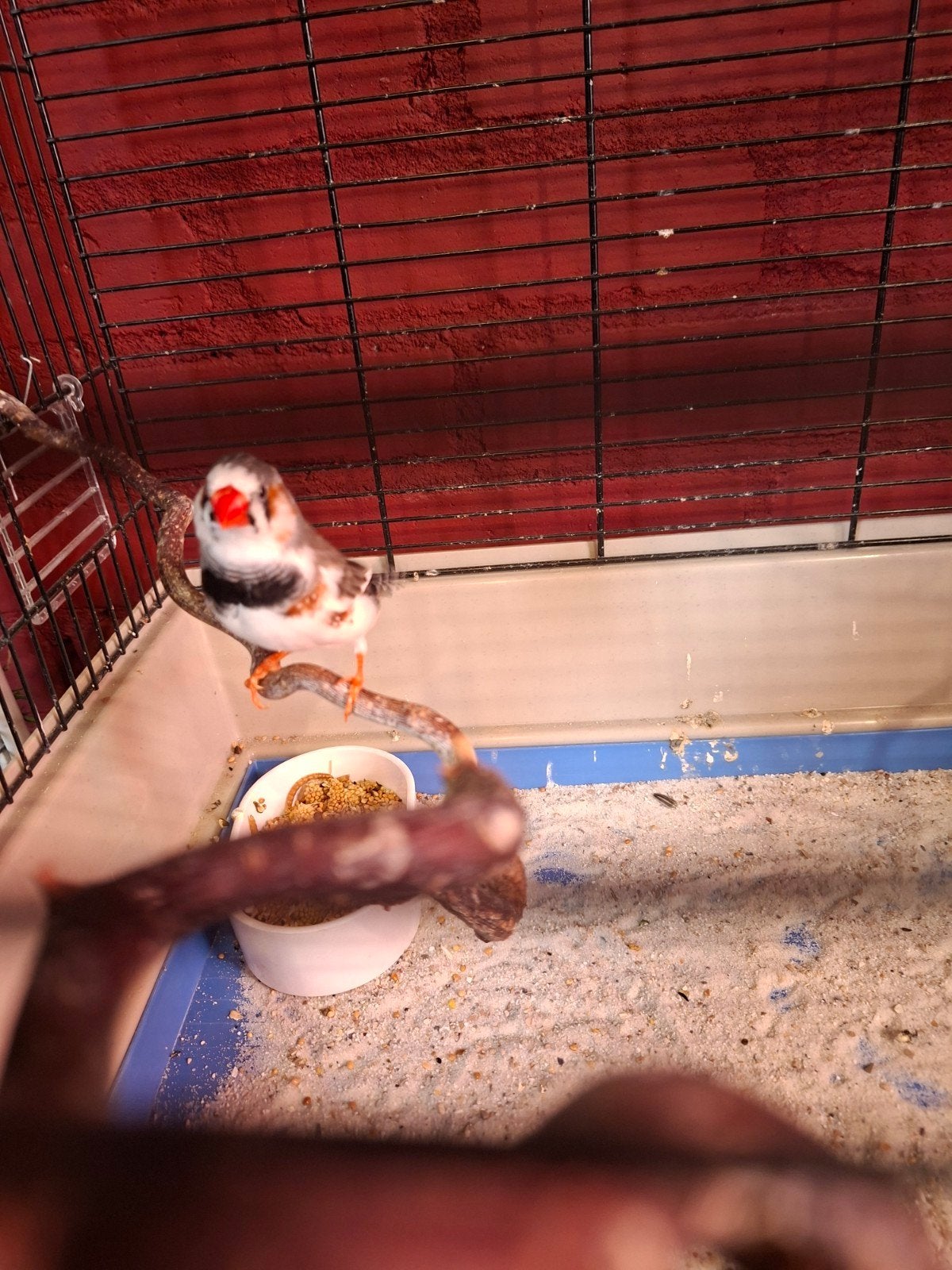 Zebra vink, Dieren en Toebehoren, Vogels | Overige Vogels, Mannelijk
