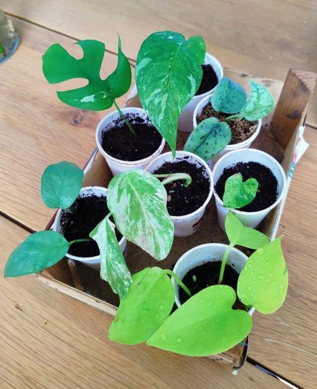 Kamerplanten mini's pakket, Ophalen, Halfschaduw, Minder dan 100 cm
