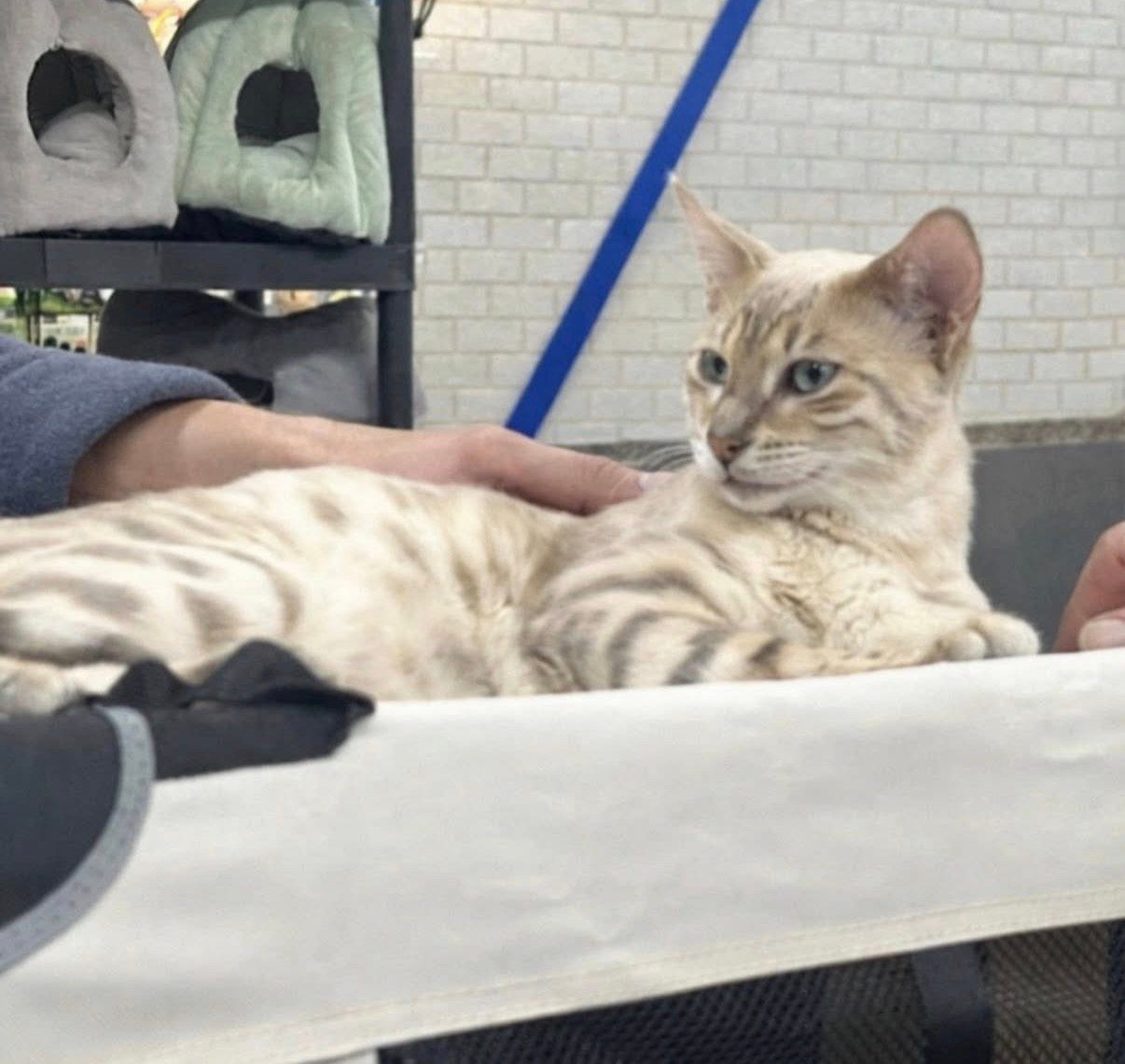 Dekkater blauw mink bengaal, 0 tot 2 jaar