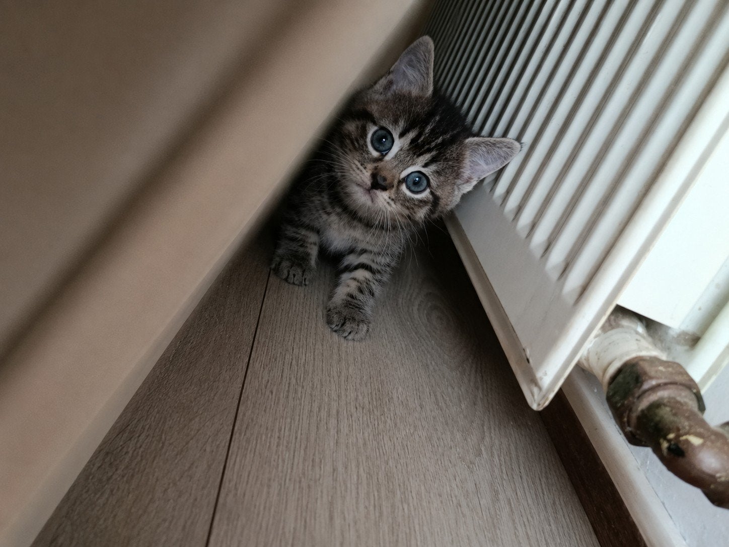 Super lieve, sociale, half Britse kittens aangeboden., Dieren en Toebehoren, Katten en Kittens | Overige Katten, Meerdere dieren