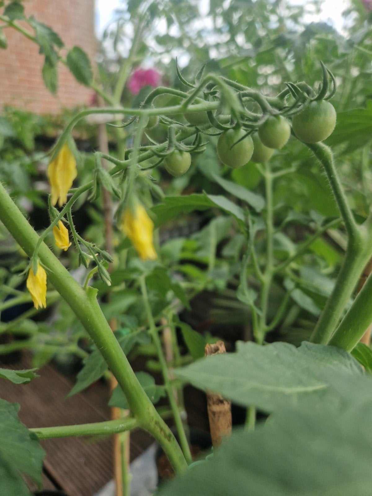 Tomaten plant in kleine tot grote pot, Volle zon, Groenteplanten, Eenjarig, Ophalen of Verzenden
