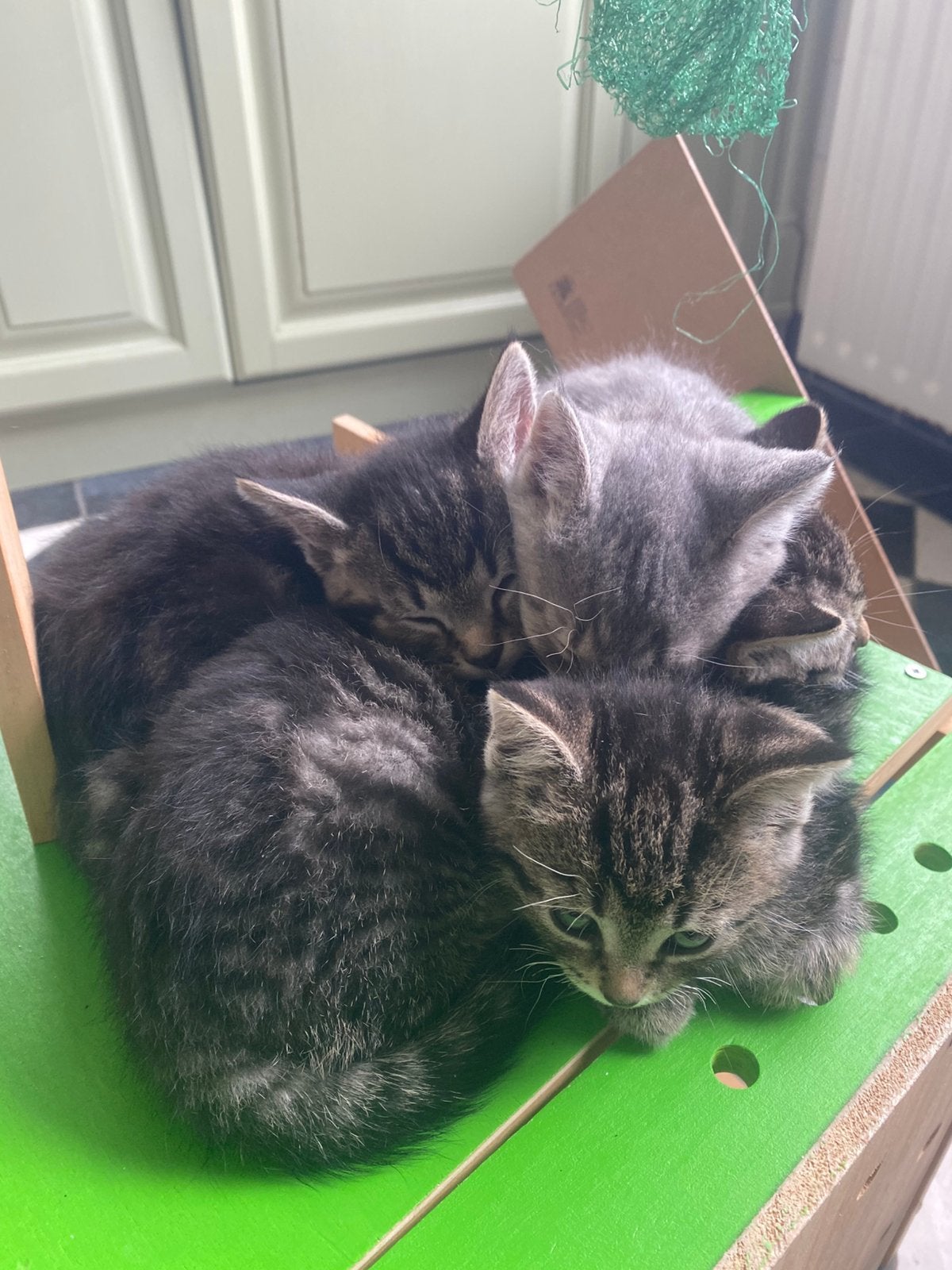 Lieve kleine kittens, Dieren en Toebehoren, Meerdere dieren, Kortharig, 0 tot 2 jaar