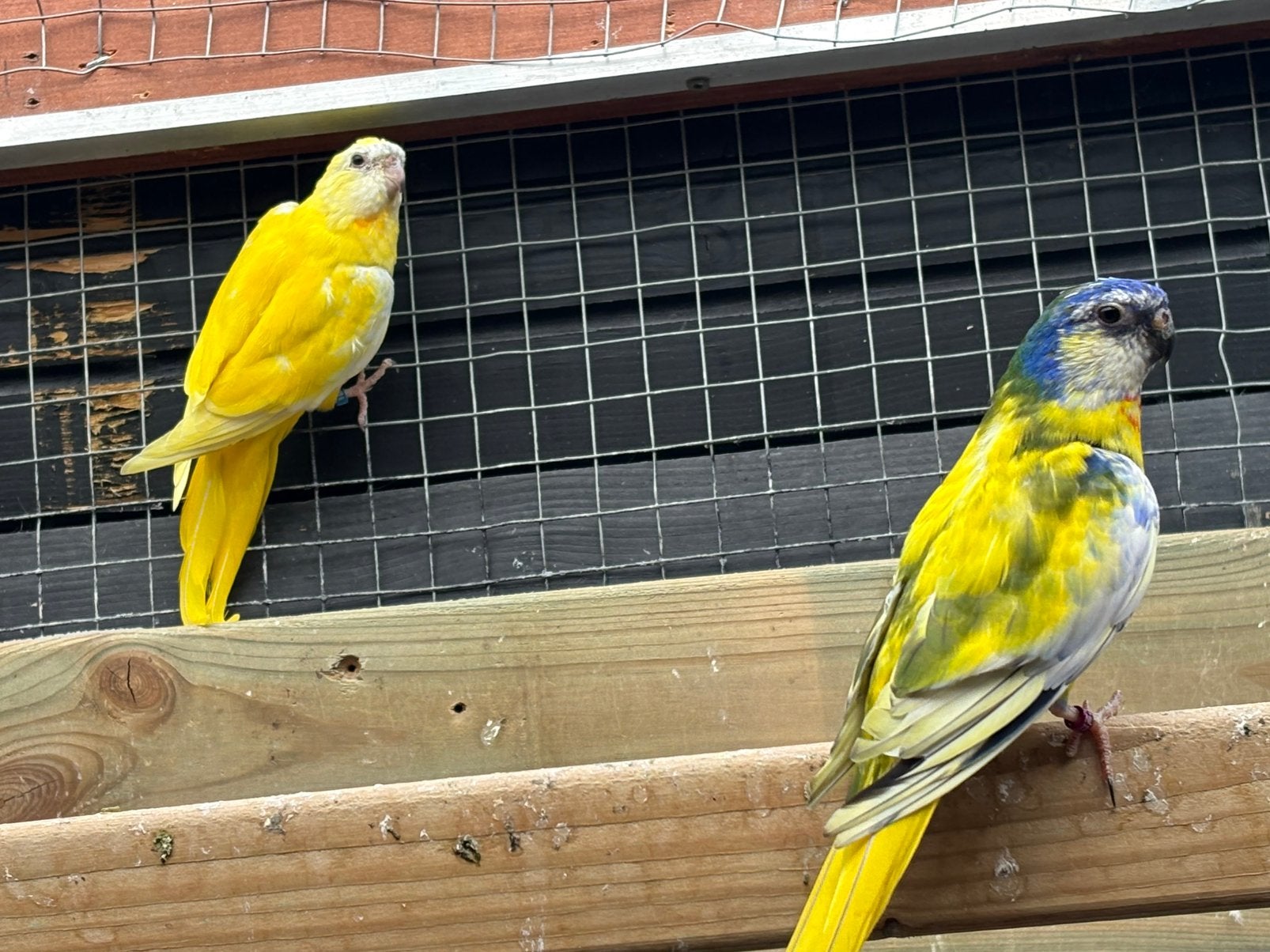 Splendid koppel, Dieren en Toebehoren, Meerdere dieren, Parkiet