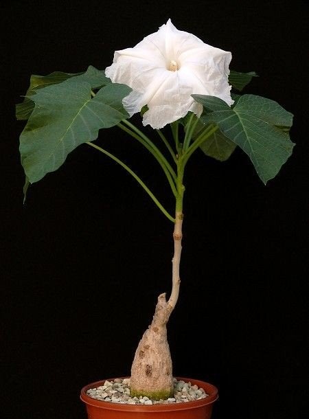 Ipomoea Lapidosa caudex plant, Verzenden, Overige soorten, Minder dan 100 cm, Bloeiende kamerplant