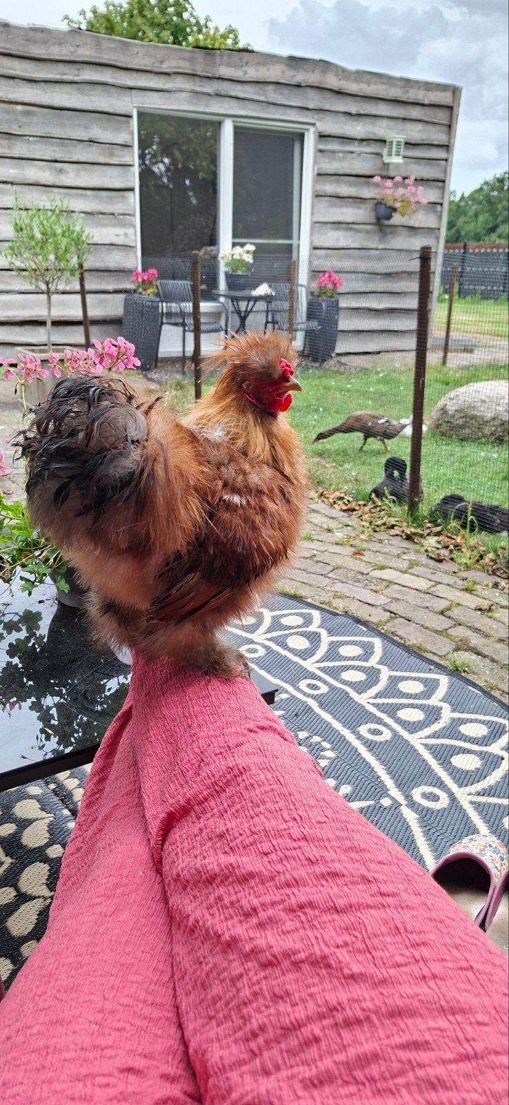 SPOED! zijdehoen kriel haan, Dieren en Toebehoren, Pluimvee, Mannelijk, Kip