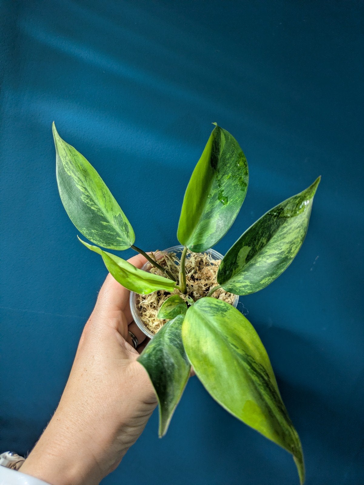 Philodendron Avocado Shake plantje, zeldzaam!, Huis en Inrichting, Kamerplanten, Ophalen of Verzenden, Halfschaduw, Minder dan 100 cm