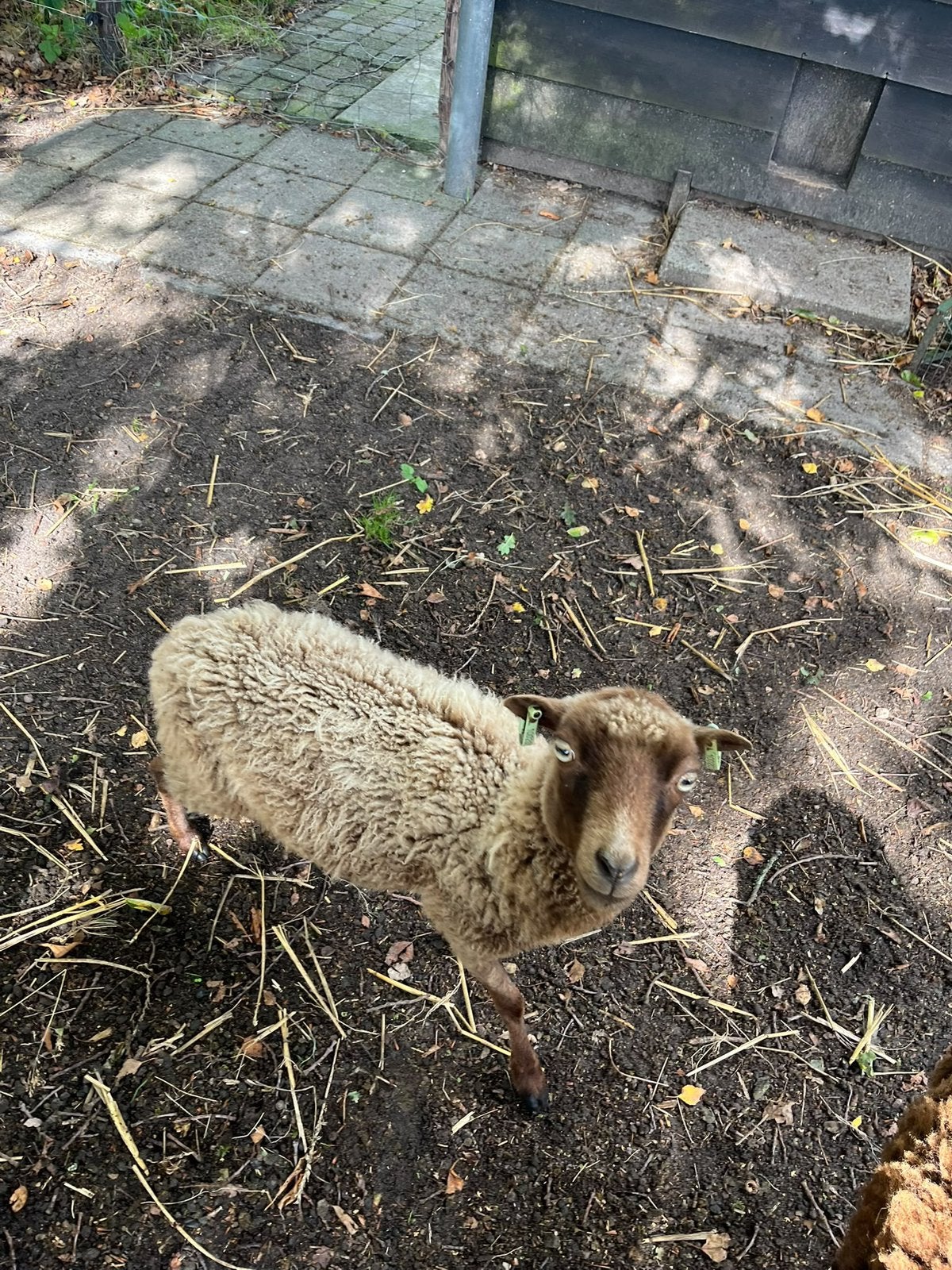 Ouessant schapen 2x ooi, 1x ram, Dieren en Toebehoren, Meerdere dieren, Schaap