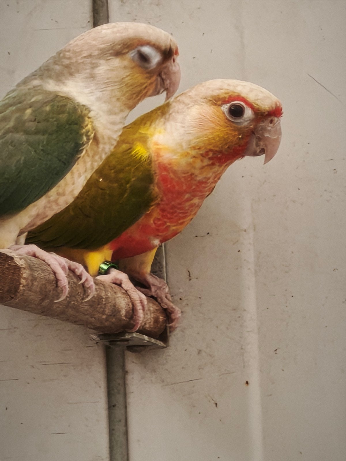 pyrrhurra molinae, Dieren en Toebehoren, Vogels | Parkieten en Papegaaien, Mannelijk, Parkiet, Geringd
