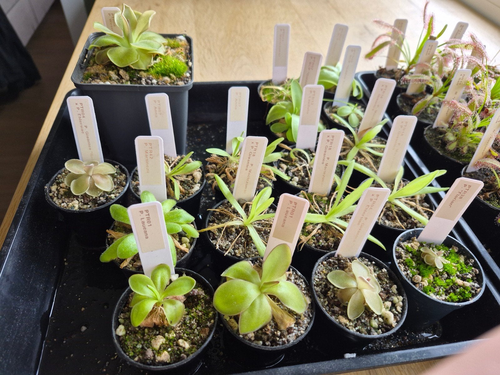 Diverse vleesetende planten. Oa Drosera en Pinguicula, Ophalen of Verzenden, Overige soorten, Volle zon, Minder dan 100 cm