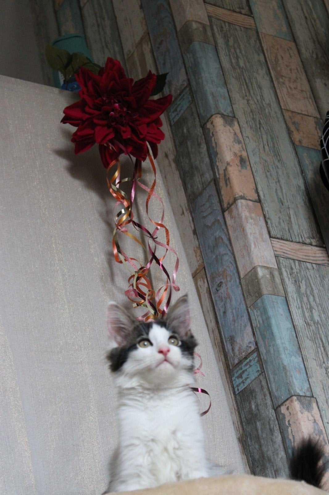 laatste harlekijn maine coon kitten. man, Dieren en Toebehoren, Kater, Ontwormd, 0 tot 2 jaar