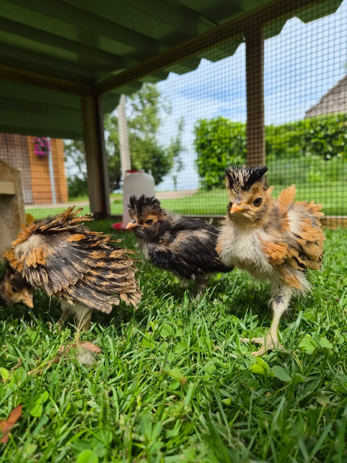 Padua kuikens goud zwartgezoomd, Dieren en Toebehoren, Pluimvee, Meerdere dieren, Kip