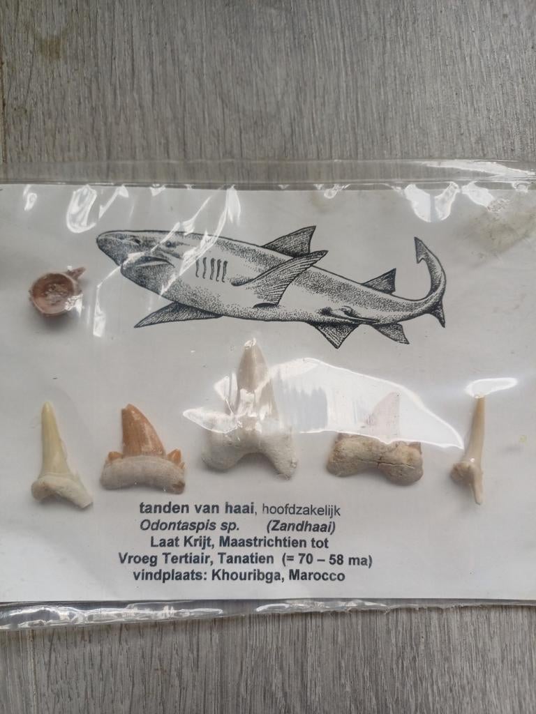 Haaien tanden van de Odontaspis in nog gesloten verpakking, Ophalen of Verzenden, Fossiel