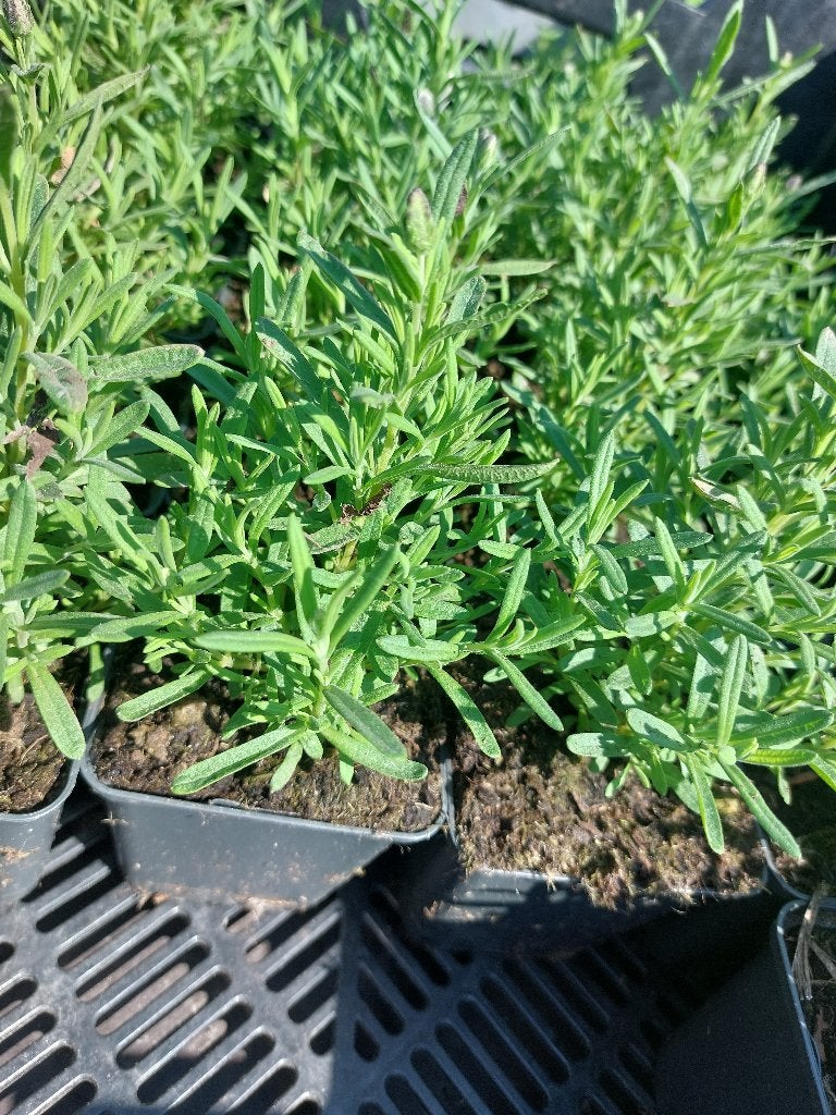 Lavandula stoechas (kuiflavendel), Tuin en Terras, Volle zon, Eenjarig, Zomer, Ophalen