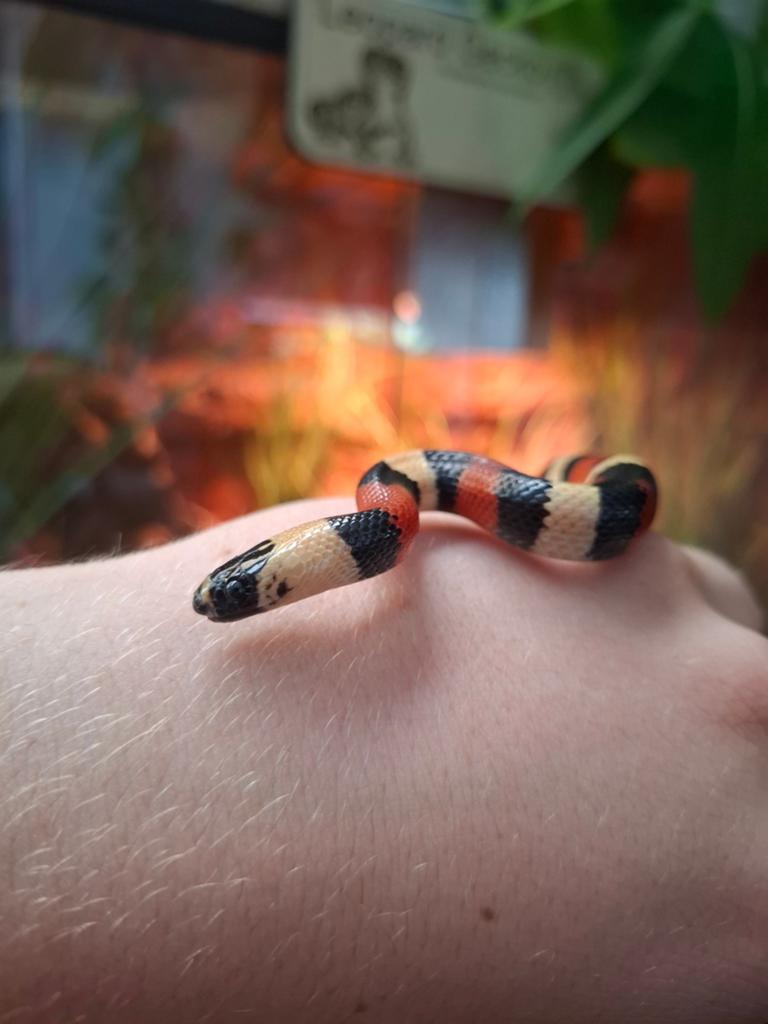 Melkslang lampropeltis triangulum campbelli Milk Snake - unknown for sale from Thomas