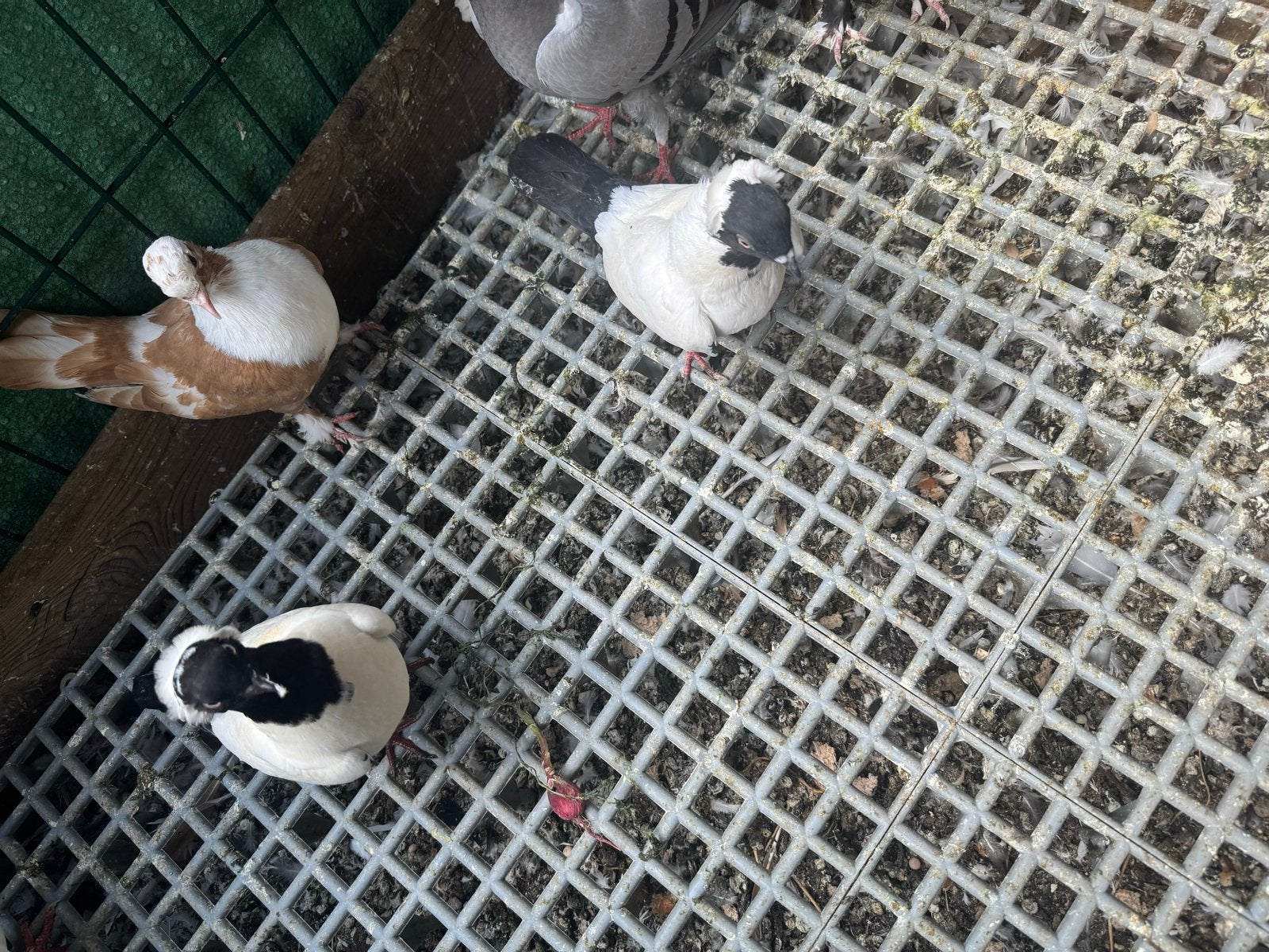 Een paar sierduiven, Meerdere dieren, Overige soorten