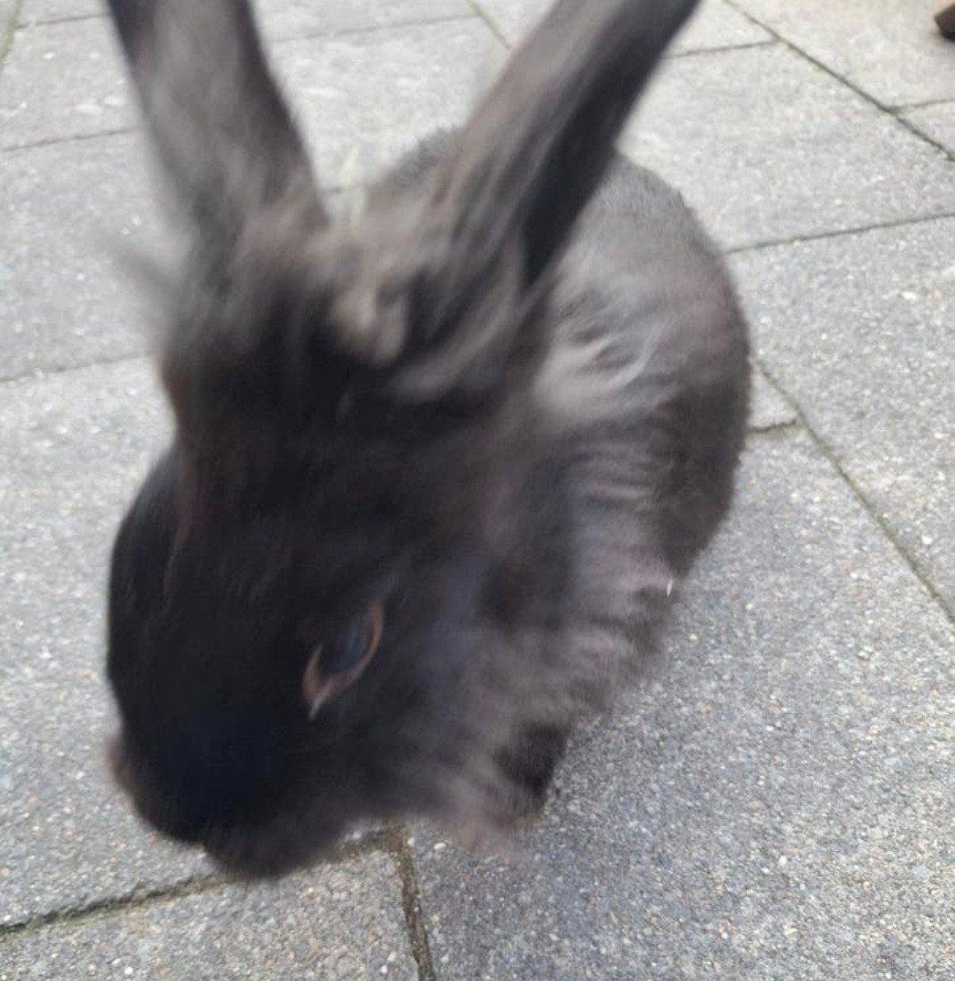 Lief mannetjes konijn, Dieren en Toebehoren, Mannelijk