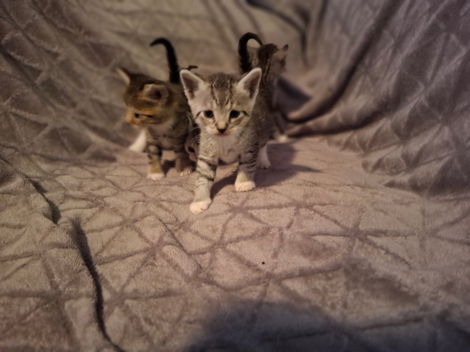huiselijke kittens snow bengaal x Britse korthaar 4 x, Dieren en Toebehoren, Katten en Kittens | Overige Katten, Kater, Kortharig