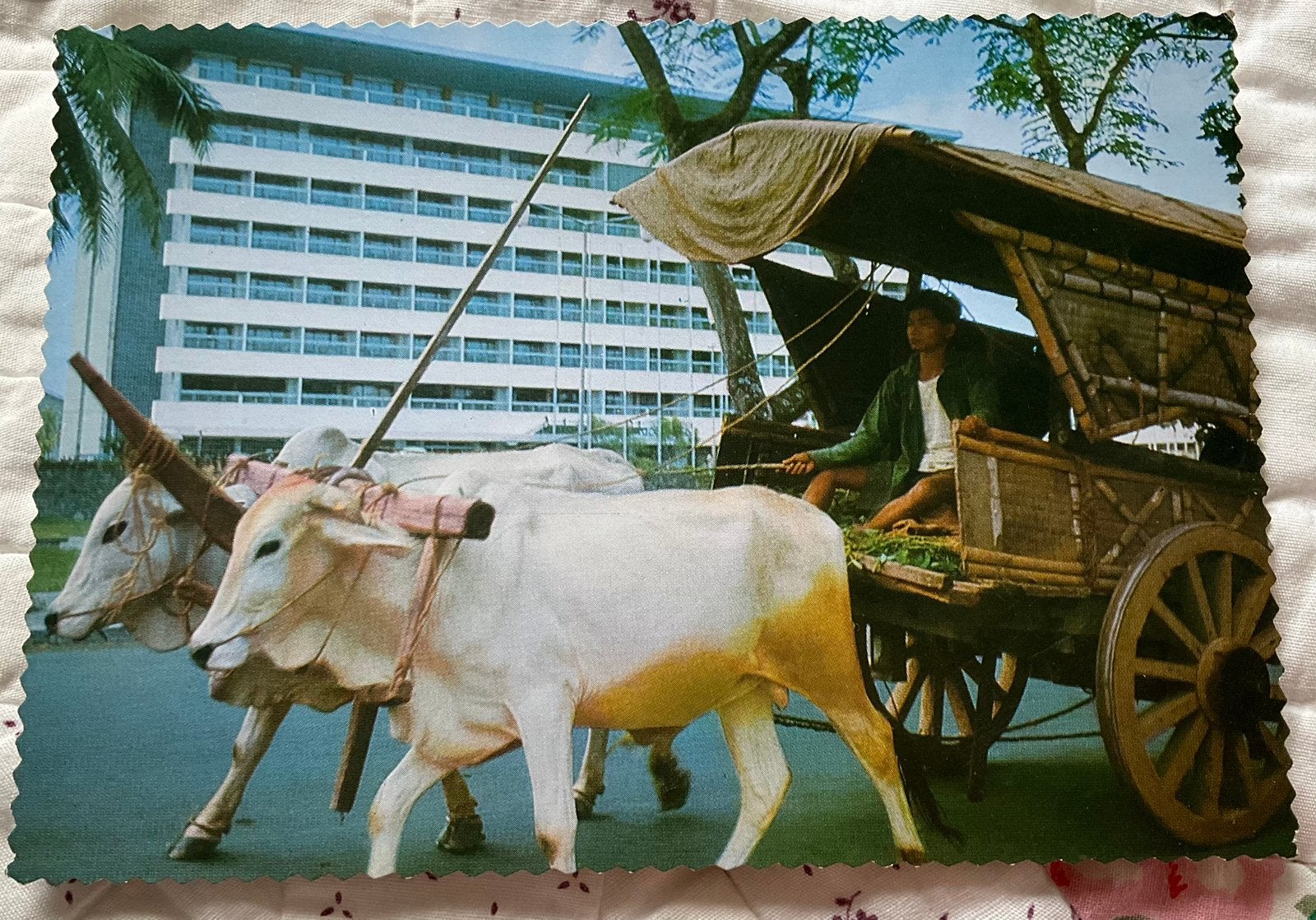 Indonesië, zeboe koeien voor kar, Ophalen of Verzenden, 1960 tot 1980, Buiten Europa