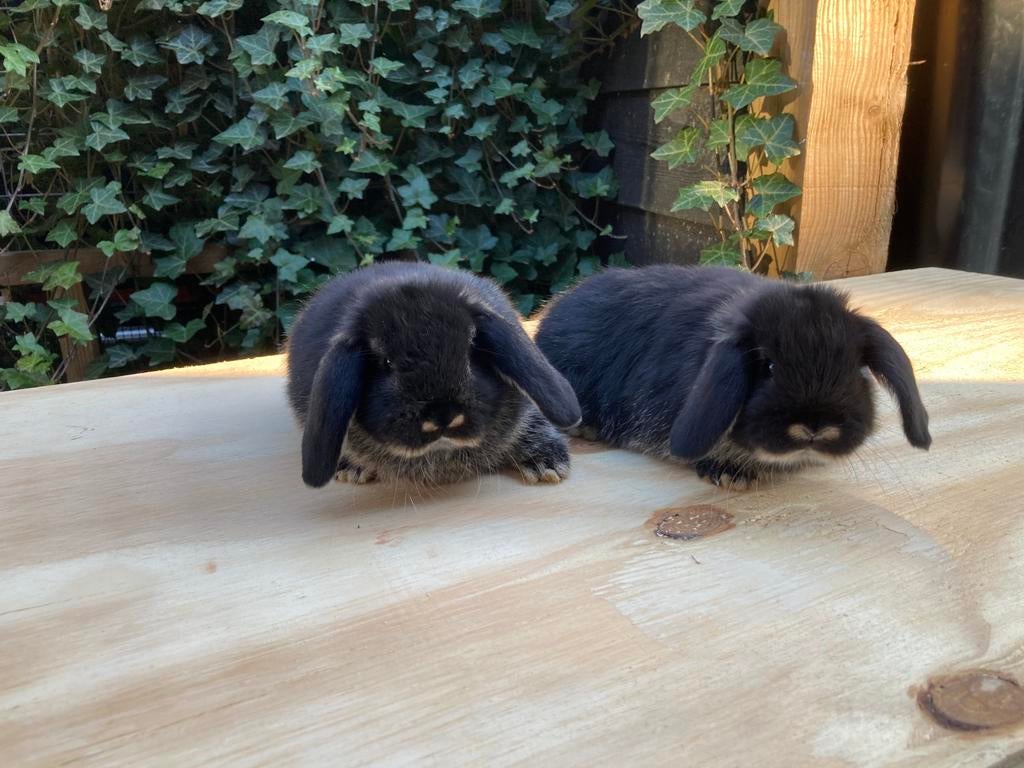 Nhd zwart otter hangoor dwerg, Meerdere dieren, Dwerg, Hangoor, 0 tot 2 jaar